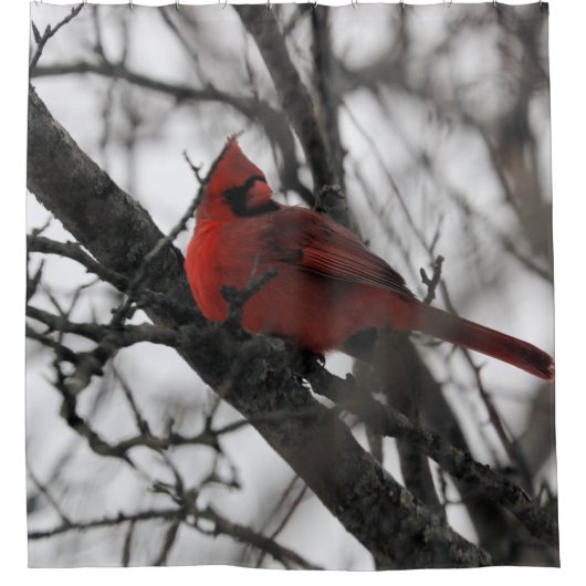 Mrシャワーカーテン シャワーカーテン (正面)