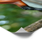 Mr Bickles The SquirrelのポスターとEmpres ポスター (角)