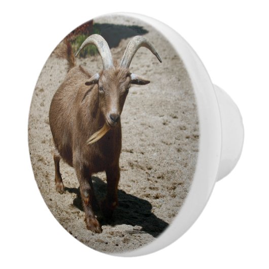 Mr. Bill セラミックノブ (右)