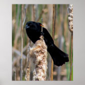 Mr. Blackbird ポスター (正面)