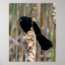 Mr. Blackbird ポスター