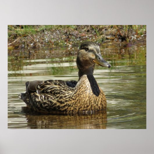 Mr. Quack ポスター (正面)