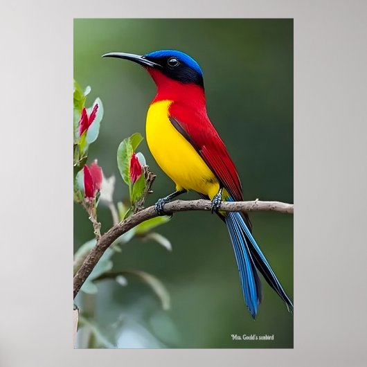 Mrs. Gould's sunbird ポスター (正面)