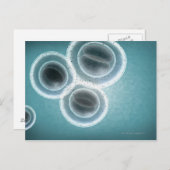 MRSAの構造 ポストカード (正面/裏面)