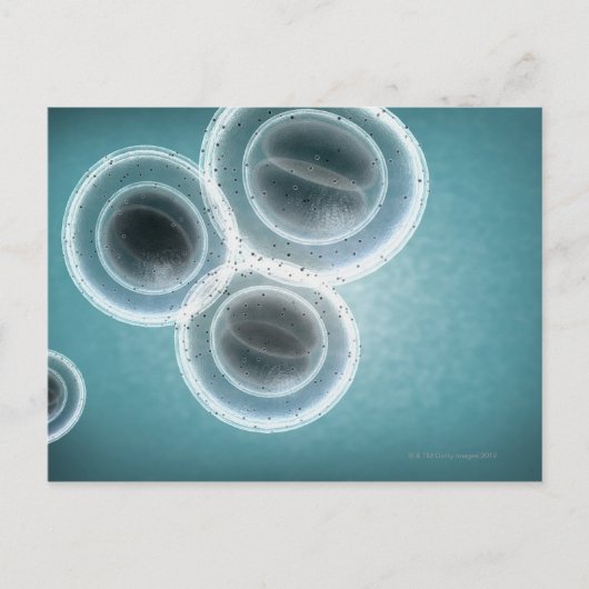 MRSAの構造 ポストカード (正面)