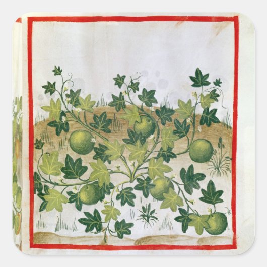 Ms 3054 fol.20 Melons, from 'Tacuinum Sanitatis' スクエアシール (正面)