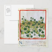 Ms 3054 fol.20 Melons, from 'Tacuinum Sanitatis' ポストカード (正面/裏面)