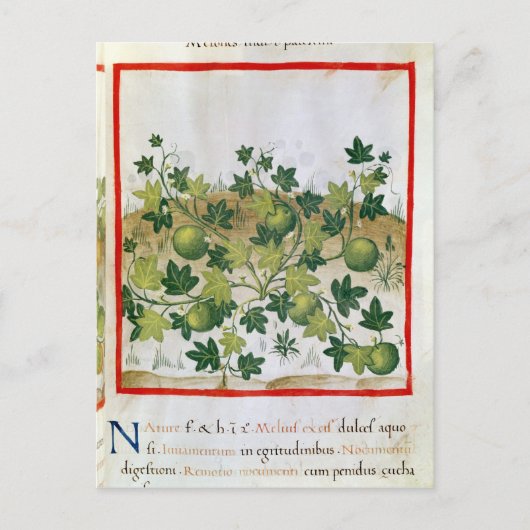 Ms 3054 fol.20 Melons, from 'Tacuinum Sanitatis' ポストカード (正面)