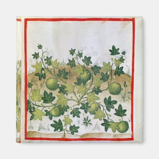 Ms 3054 fol.20 Melons, from 'Tacuinum Sanitatis' マグネット (正面)