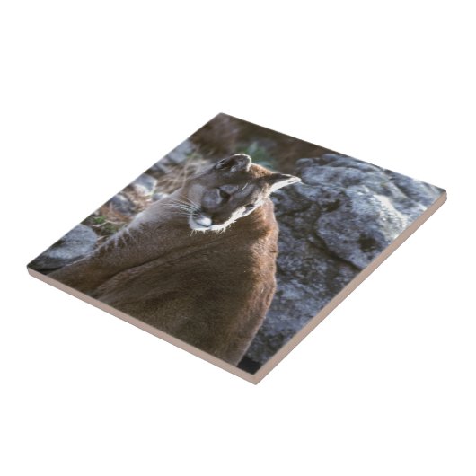 Mtのライオンの頭部 タイル (側面)