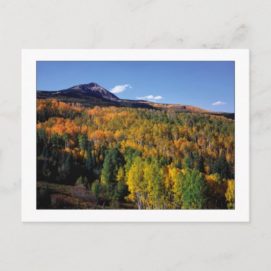 「Mt. Baldy -《植物》アスペンツリーフロー」 ポストカード (正面)