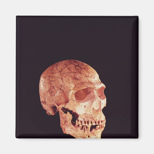 Mt Carmelで発見されたネアンデルタールスカル マグネット (正面)