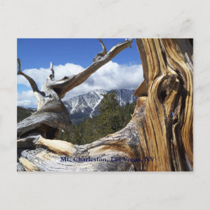 Mt. Charleston, Las Vegas, NVはがき ポストカード