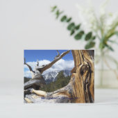 Mt. Charleston, Las Vegas, NVはがき ポストカード (スタンド正面)