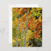 Mt. Charleston, Las Vegas, NV《植物》アスペンはがき ポストカード (正面/裏面)