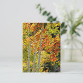 Mt. Charleston, Las Vegas, NV《植物》アスペンはがき ポストカード (スタンド正面)