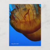 MTV 1 ポストカード (正面)