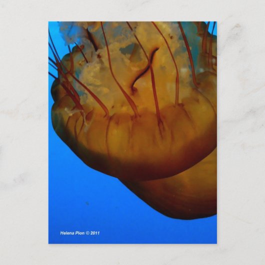 MTV 1 ポストカード (正面)