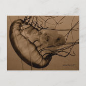 MTV 3 ポストカード (正面)