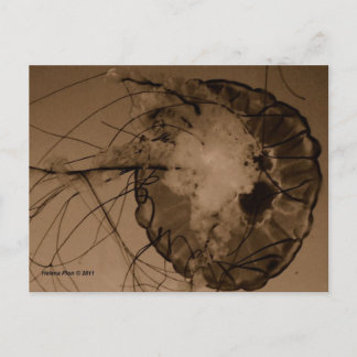 MTV 4 ポストカード