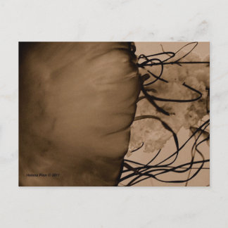 MTV 5 ポストカード