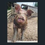 Muddy Pig Poster Funny ポスター<br><div class="desc">Cute and funny muddy pig poster</div>