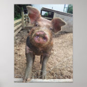 Muddy Pig Poster Funny ポスター (正面)