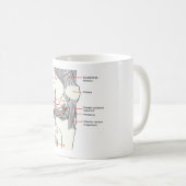 MUG解剖図ヒト右膝関節 コーヒーマグカップ (正面右)