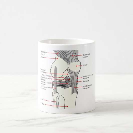 MUG解剖図ヒト右膝関節 コーヒーマグカップ (中央)