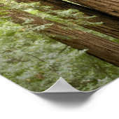 Muir Woods National Monument, Northern ポスター (角)
