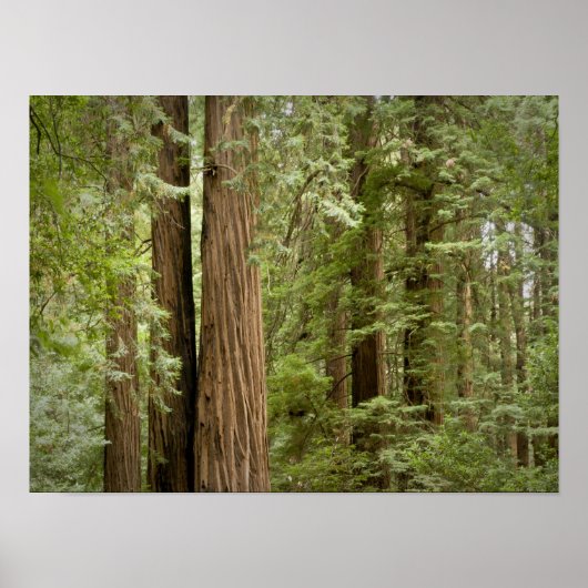 Muir Woods National Monument, Northern ポスター (正面)