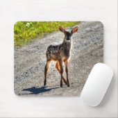 Mule Deer Fawn Baby Animal Wildlifeの写真 マウスパッド (マウス)
