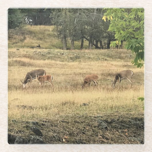 Mule Deer in a Field，オレゴン，ジョセフ ガラスコースター (正面)