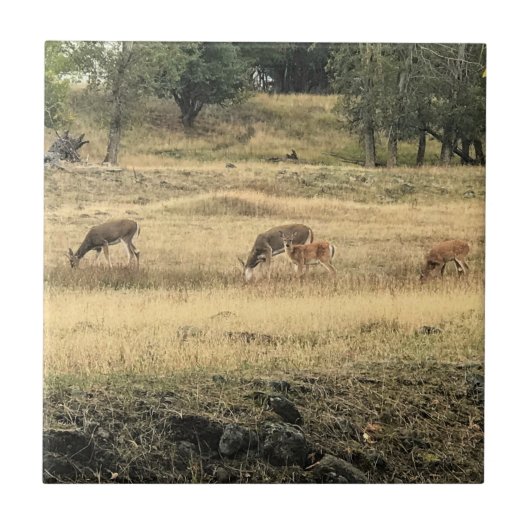Mule Deer in a Field,オレゴン,ジョセフ タイル (正面)