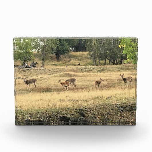 Mule Deer in a Field，オレゴン，ジョセフ フォトブロック (正面)