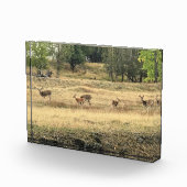Mule Deer in a Field，オレゴン，ジョセフ フォトブロック (右)