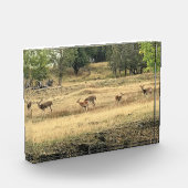 Mule Deer in a Field，オレゴン，ジョセフ フォトブロック (左)