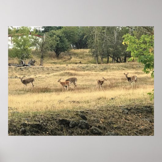 Mule Deer in a Field,オレゴン,ジョセフ ポスター (正面)