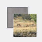 Mule Deer in a Field，オレゴン，ジョセフ マグネット (正面/裏面)