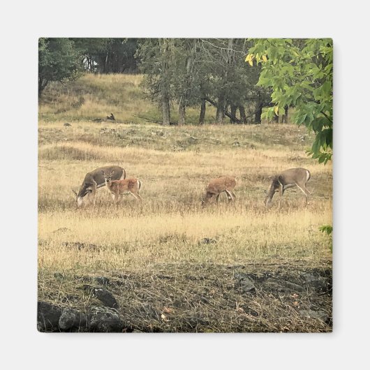 Mule Deer in a Field，オレゴン，ジョセフ マグネット (正面)