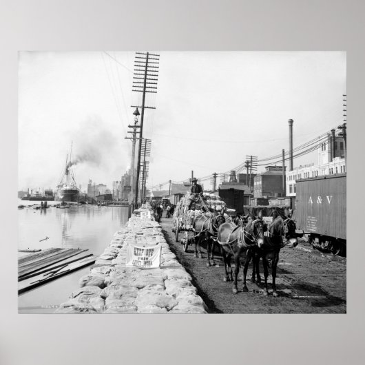 Mule Teams on the Levee,ニューオーリンズ: 1903 ポスター (正面)