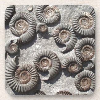 Multi fossil ammonites from the Lower Lias コースター