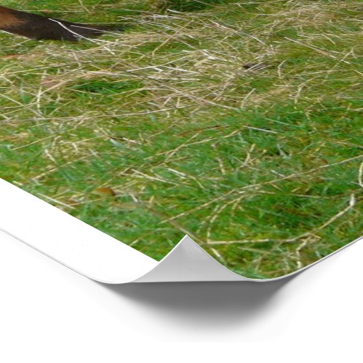 Multicultural? We're Multi-COW-tural! ポスター (角)