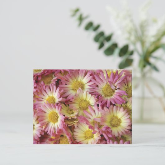 Mums ポストカード (スタンド正面)