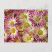 Mums ポストカード (正面)