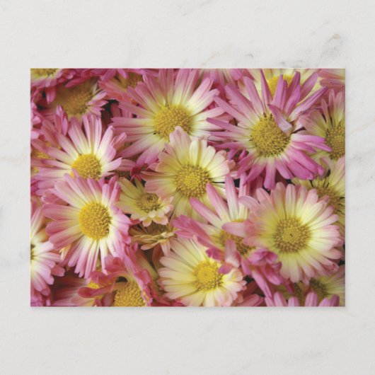 Mums ポストカード (正面)