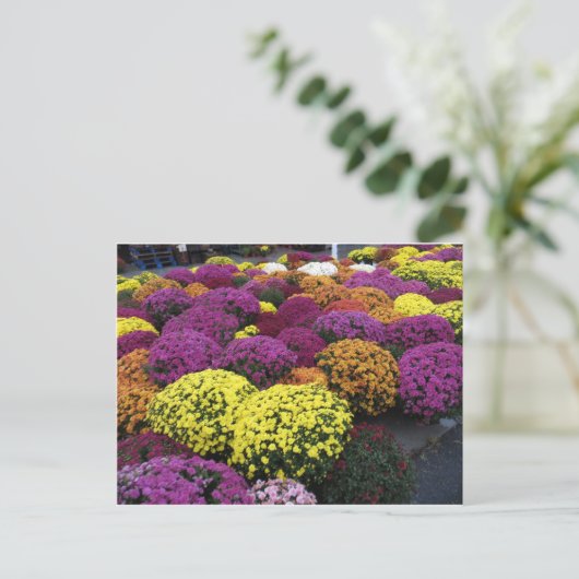 Mums ポストカード (スタンド正面)