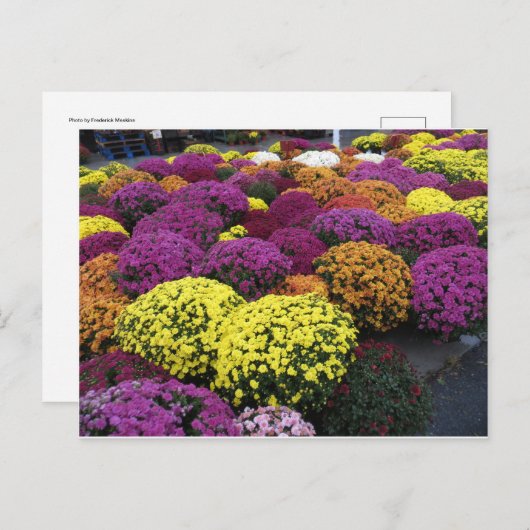 Mums ポストカード (正面/裏面)