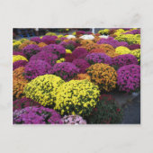 Mums ポストカード (正面)