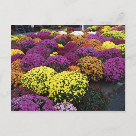 Mums ポストカード (正面)